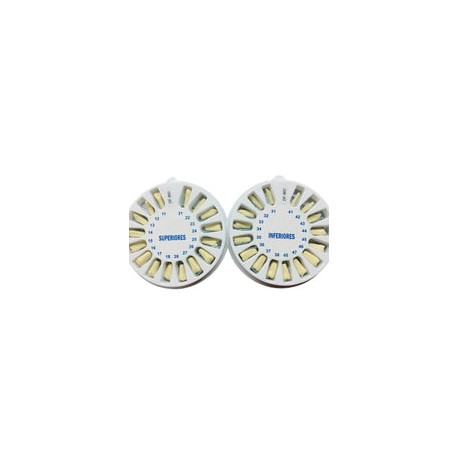 Dientes p/tip tipo nissin adulto 32 pzas